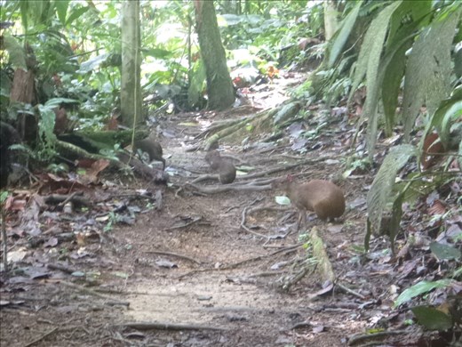 agouti and baby