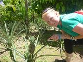 Pineapple: by dawnandmark, Views[393]