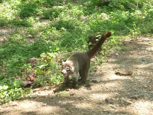 friendly coati
