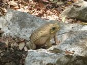 big fat toad: by dawnandmark, Views[669]