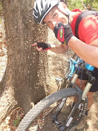 a tree you don't want to brush against when riding your bike!!