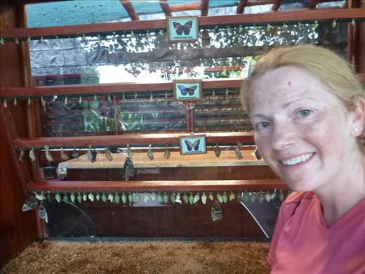 butterflies hatching