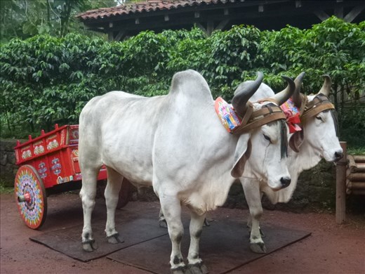 traditional ox & cart