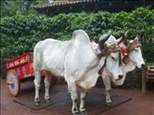 traditional ox & cart: by dawnandmark, Views[650]