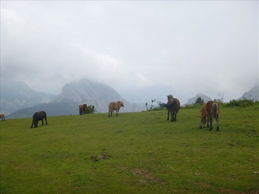 Lovely horses on the plateau