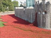 Poppy installation @ Tower of London: by dawnnbrian, Views[262]