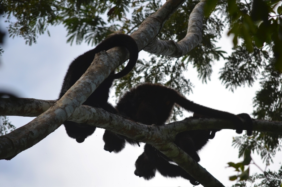 After searching through the rain forest early in the morning to find the source of ear piercing howls, I cam across three full grown Howler monkeys calling out their troop's territoy. Howler monkeys are very territorial animals; every morning bellowing out their howl to surrounding troop's to mark their territory. 