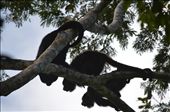 After searching through the rain forest early in the morning to find the source of ear piercing howls, I cam across three full grown Howler monkeys calling out their troop's territoy. Howler monkeys are very territorial animals; every morning bellowing out their howl to surrounding troop's to mark their territory. : by dawsonbean, Views[254]