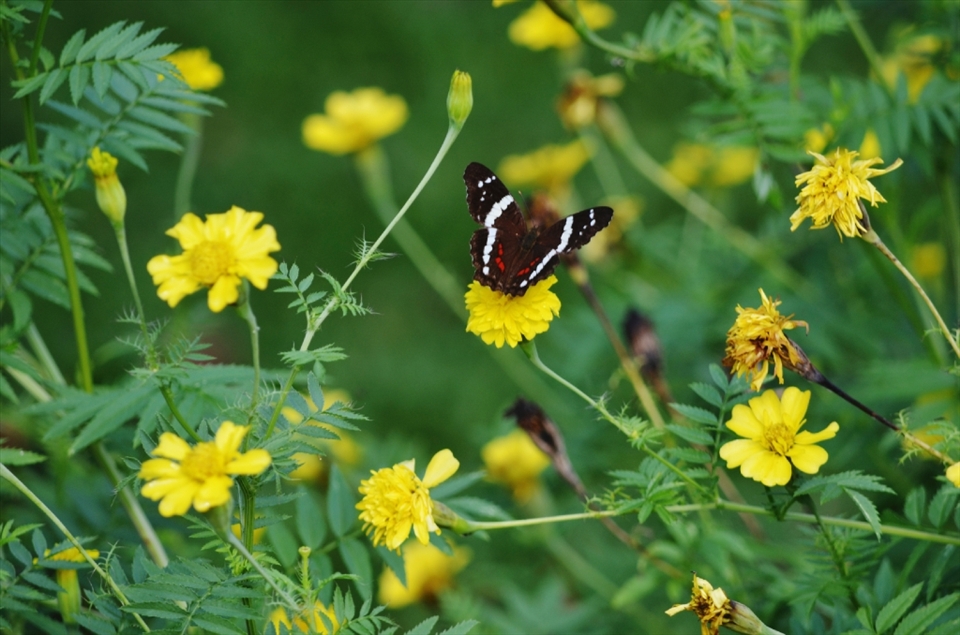 While in the heart of the rainforest in Jaguar Creek, Belize, a butterfly dries its wings in the morning sunlight. 
