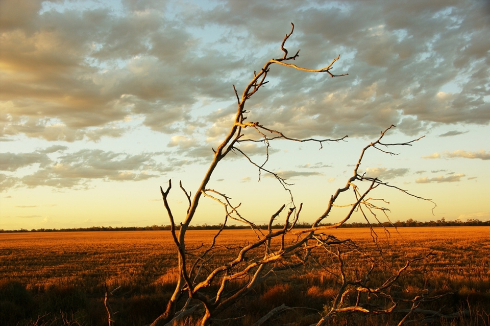 this photo is of a dead tree out at Dirrinbandi NSW