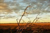this photo is of a dead tree out at Dirrinbandi NSW: by dbell_90, Views[325]