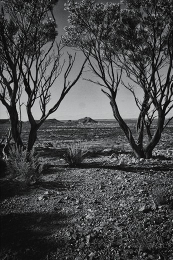 i like this photo of the the two trees bending into each other with a mountain known as yellow mountain in the middle