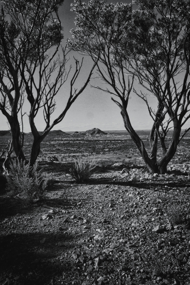 i like this photo of the the two trees bending into each other with a mountain known as yellow mountain in the middle