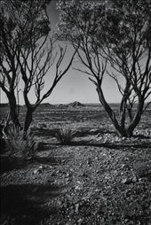 i like this photo of the the two trees bending into each other with a mountain known as yellow mountain in the middle: by dbell_90, Views[343]