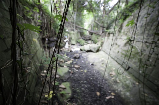 Vines that curtain the light of the ‘Real world’ and the darkness below