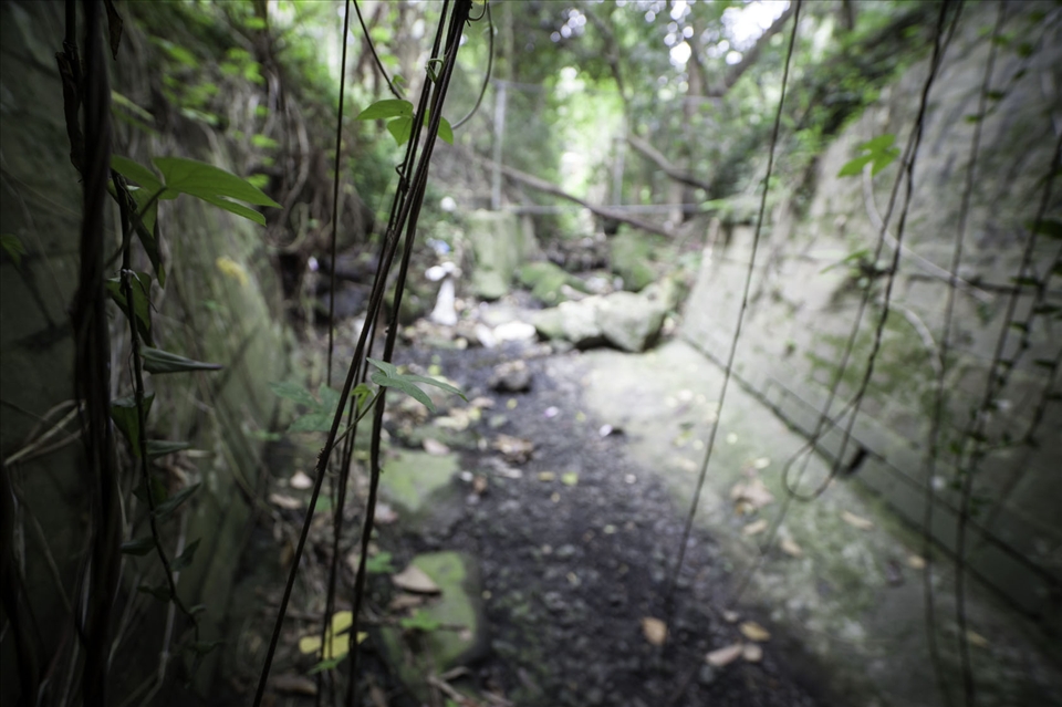 Vines that curtain the light of the ‘Real world’ and the darkness below