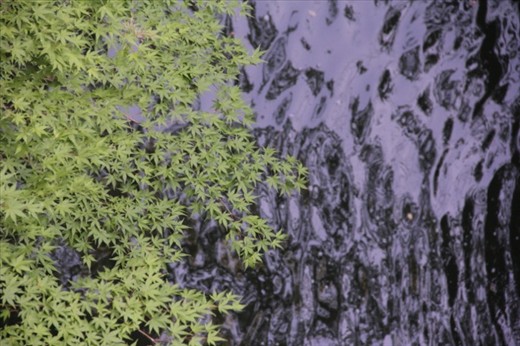 Very Spring on Maple Trees  in Japan