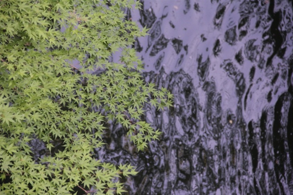 Very Spring on Maple Trees  in Japan