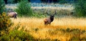 Bull elk in Yellowstone national park.: by debojyotilahiri, Views[305]