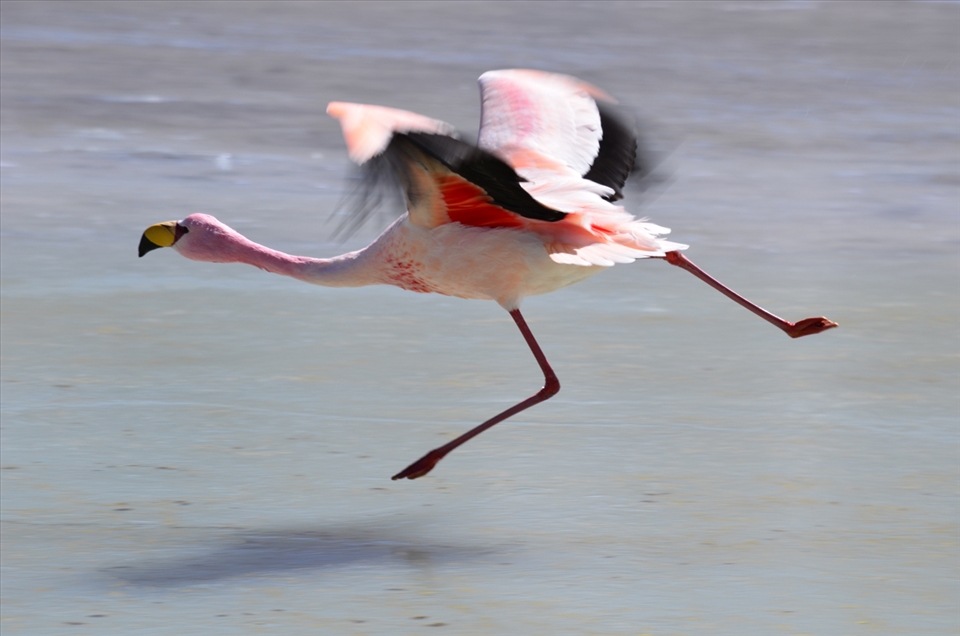 Flamingo in Flight