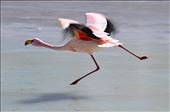 Flamingo in Flight: by deborre, Views[346]