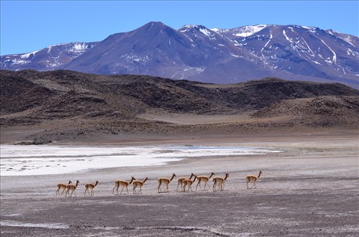 Vicuna on the Move