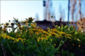 In the land of the flowers: by dedalos19, Views[803]
