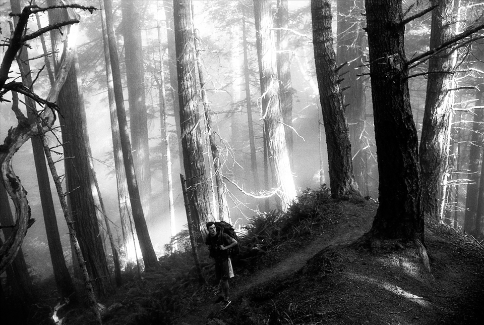 Here the giant redwoods give way to black-sand beaches. Here is contrast: black and white, trees and coast.