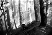 Here the giant redwoods give way to black-sand beaches. Here is contrast: black and white, trees and coast.: by dedwards, Views[298]