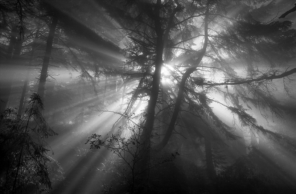 Here sunlight beams through morning fog before the rays expel the mist to light the day.