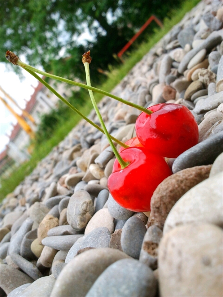 This picture is a bit saturated and has been taken from a normal 5 megapixel camera from samsung galaxy i9000 in front of my hostel building .since we have a lot of  cherry trees. So this is an obvious shot. The cherries looks polished and the soft cherries fell on hard rocks.