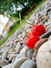This picture is a bit saturated and has been taken from a normal 5 megapixel camera from samsung galaxy i9000 in front of my hostel building .since we have a lot of  cherry trees. So this is an obvious shot. The cherries looks polished and the soft cherries fell on hard rocks.: by deeptaurian, Views[324]