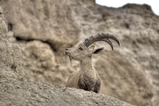 Goat in Negev Desert