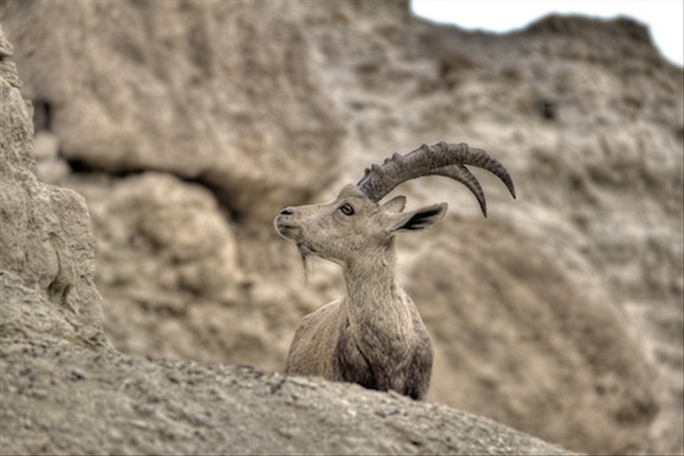 Goat in Negev Desert