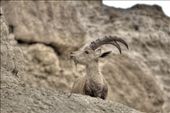 Goat in Negev Desert: by deniscarrion, Views[288]