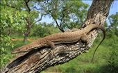 Black Tailed Goanna: by derek4256, Views[222]