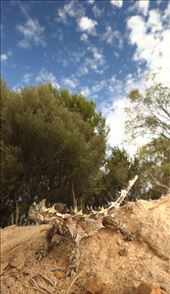 Thorny Devil: by derek4256, Views[183]