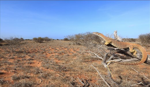 Sand Goanna