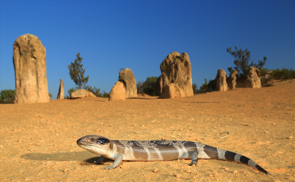 Western Blue Tongue