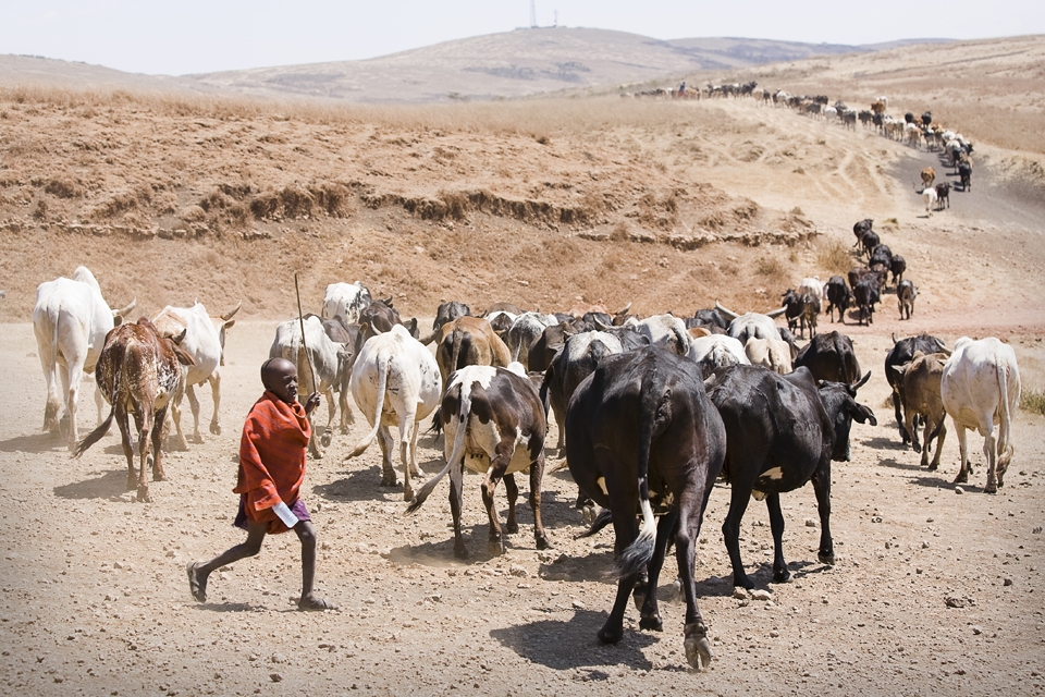 A small Masai leads a herd of cows. 29-09-10, Ngorongoro (Tanzania)