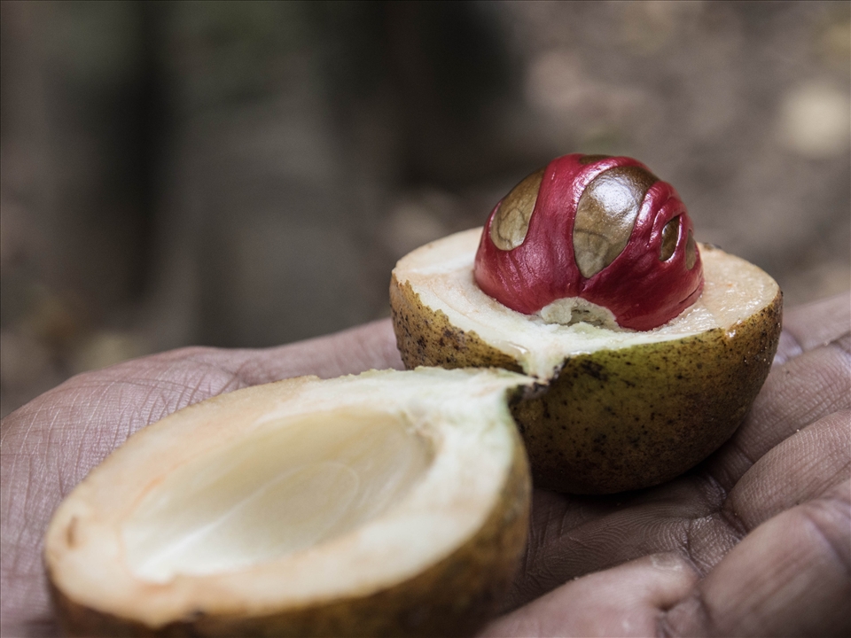 Somewhere along the Spice Trail.   A nutmeg at the New Ranaweli Spice Garden.