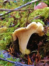 Growing Wild Chanterelle: by devourandconquer, Views[208]