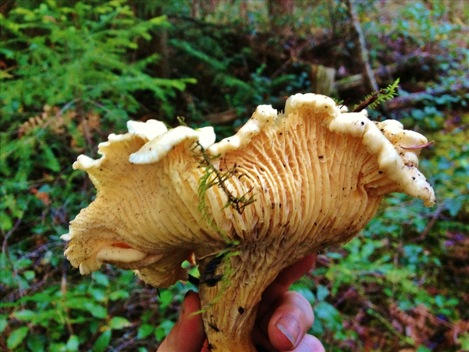 Wild Canadian Chanterelle