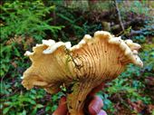 Wild Canadian Chanterelle: by devourandconquer, Views[263]