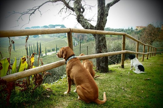 Al Carli, Image Source: loveat-italy.blogspot.com