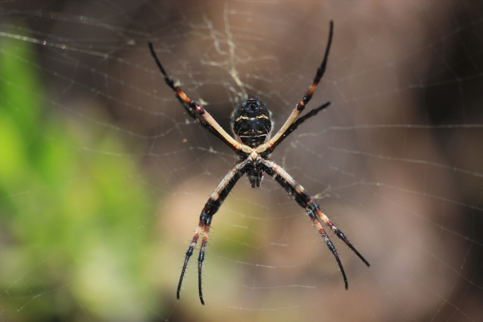 The tiger spider, hes live on the  Rio Lluta humedal