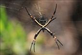 The tiger spider, hes live on the  Rio Lluta humedal: by diafragma, Views[878]