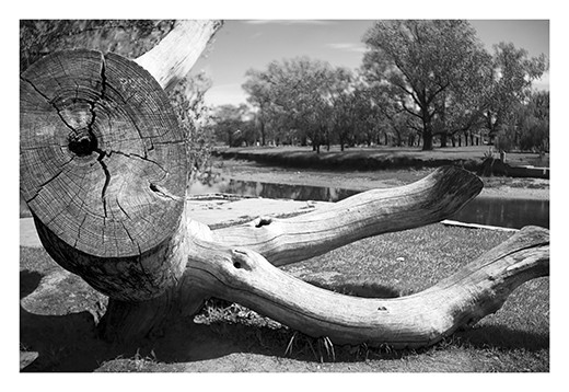 Old & dead tree located in San Antonio de Areco Park. Argentina