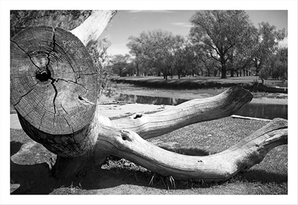Old & dead tree located in San Antonio de Areco Park. Argentina