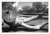 Old & dead tree located in San Antonio de Areco Park. Argentina: by diana, Views[593]